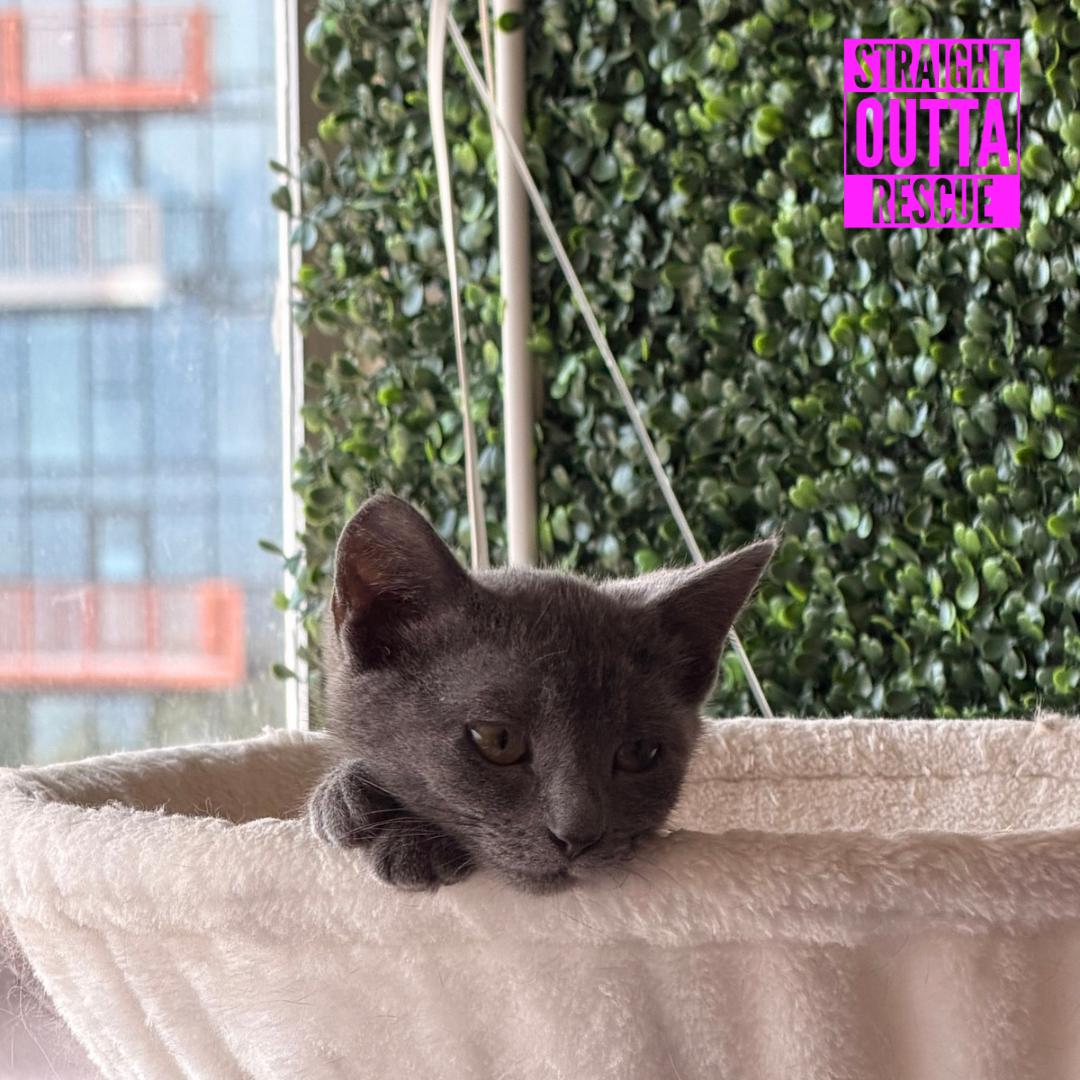 Button, an adopted Domestic Short Hair in Vancouver, BC image 4/5