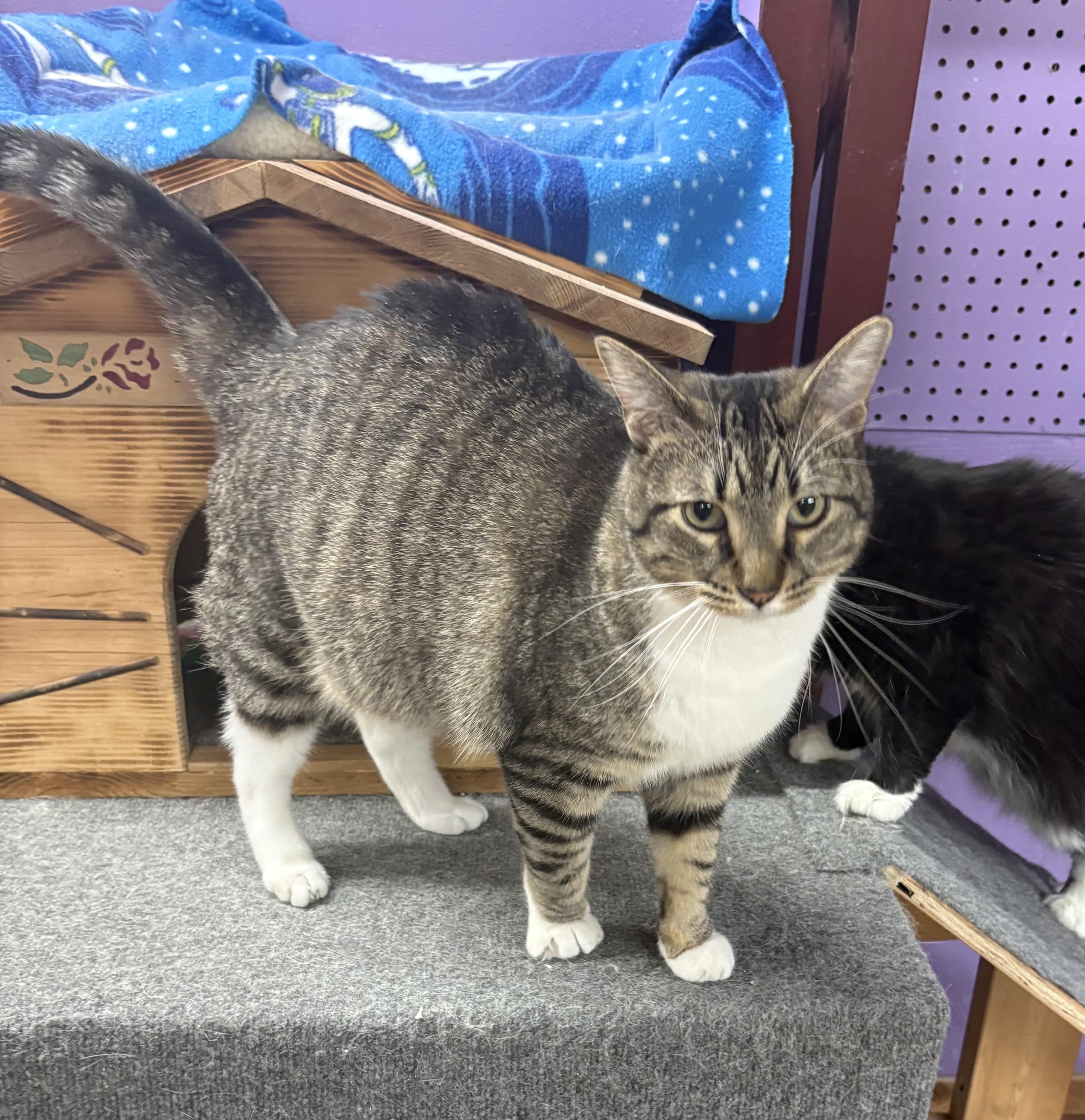 Johnny, an adoptable Domestic Short Hair in Faribault, MN image 2/2