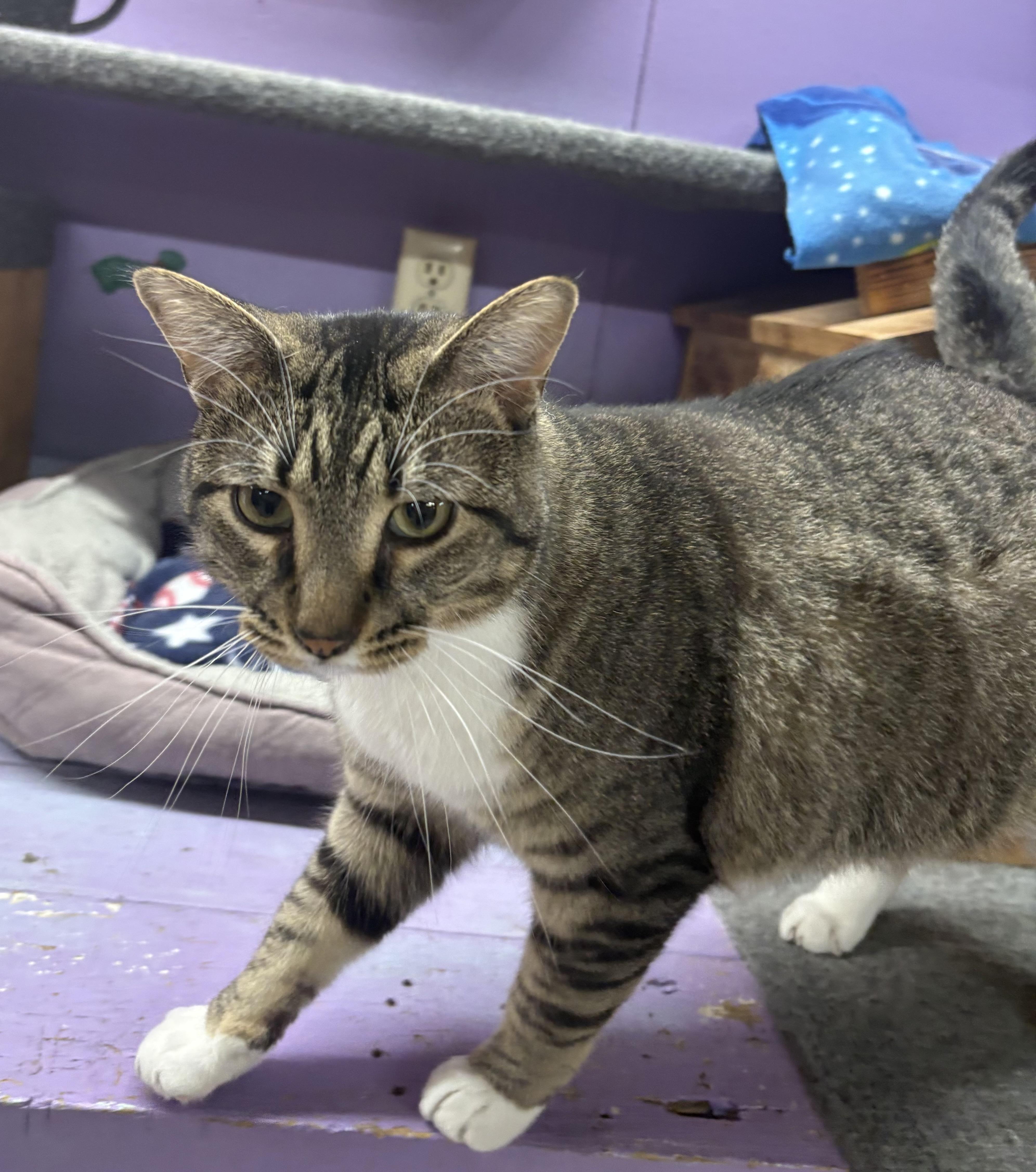 Johnny, adoptable, Adult Male Domestic Short Hair.