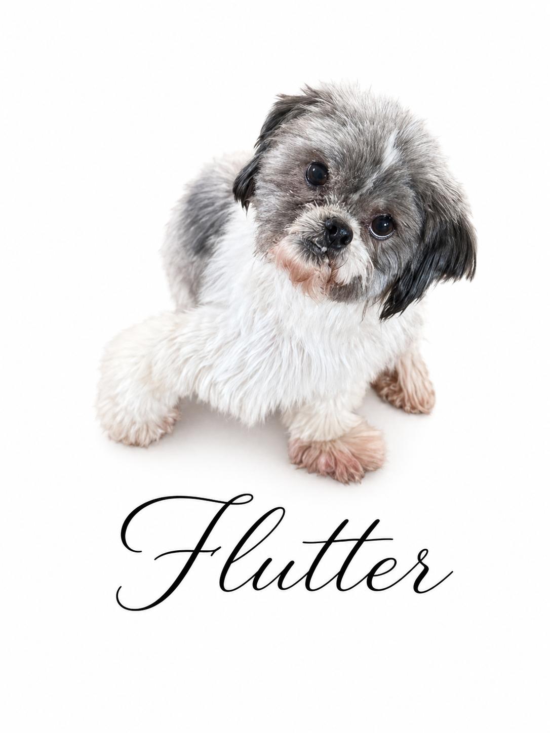 Flutter, a Adoptable Shih Tzu in SYLVANIA, GA image 4/5