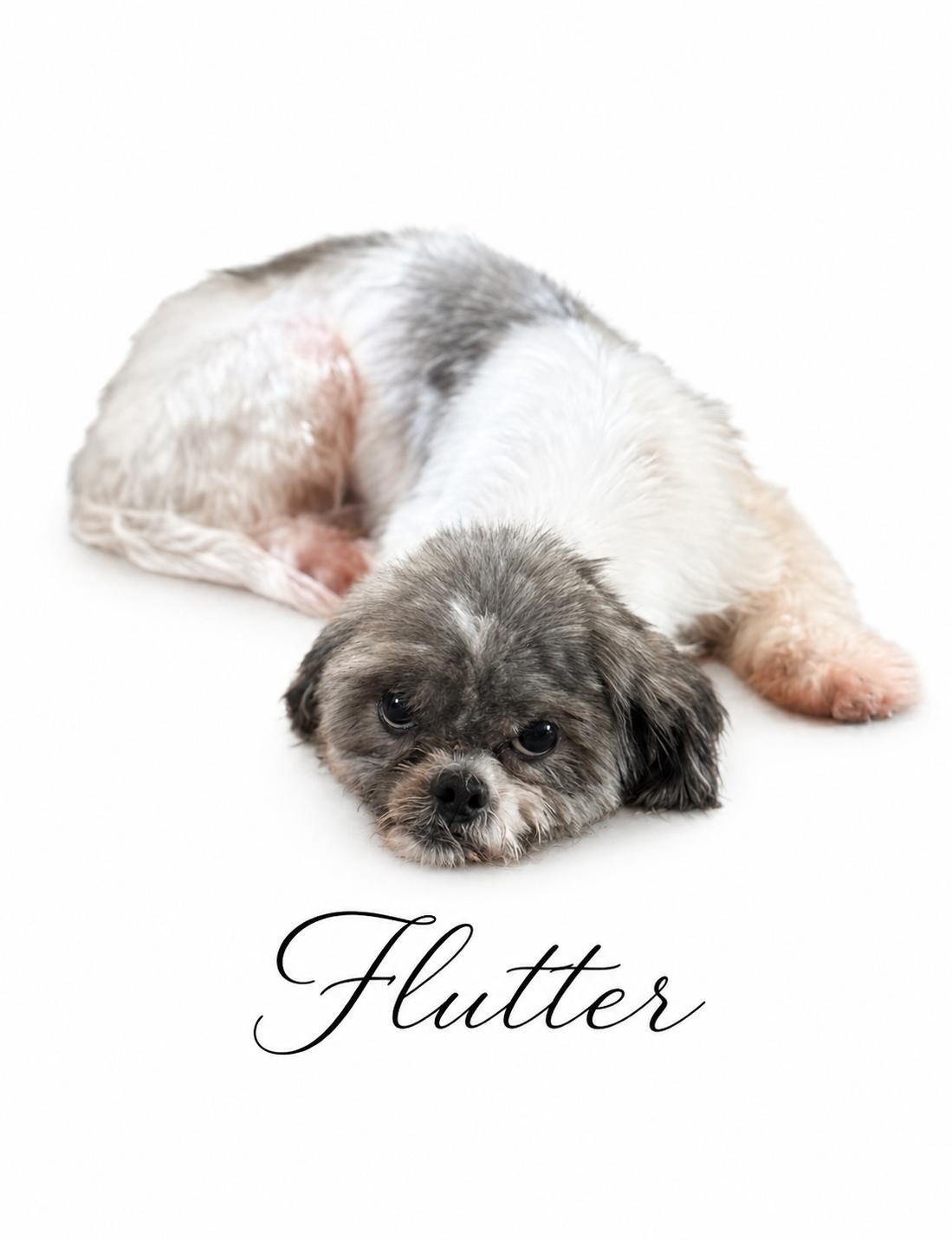 Flutter, a Adoptable Shih Tzu in SYLVANIA, GA image 3/5