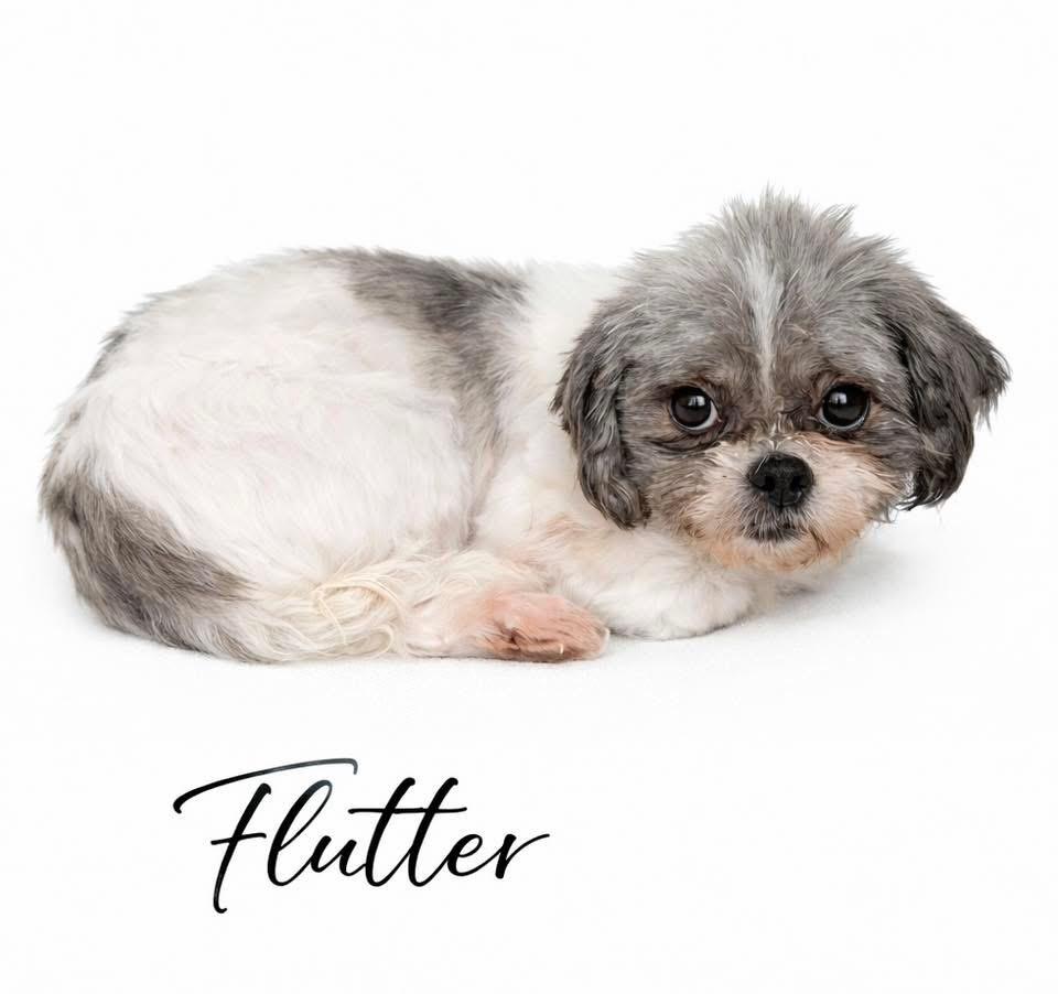 Flutter, a Adoptable Shih Tzu in SYLVANIA, GA image 2/5