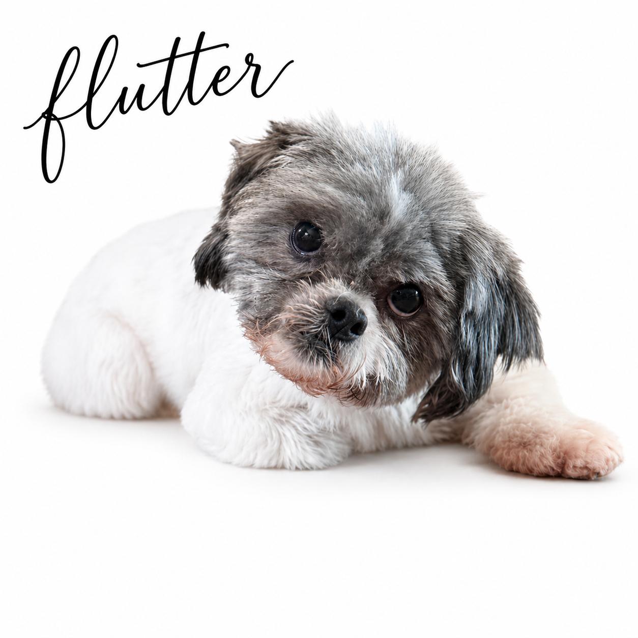 Flutter, a Adoptable Shih Tzu in SYLVANIA, GA image 5/5