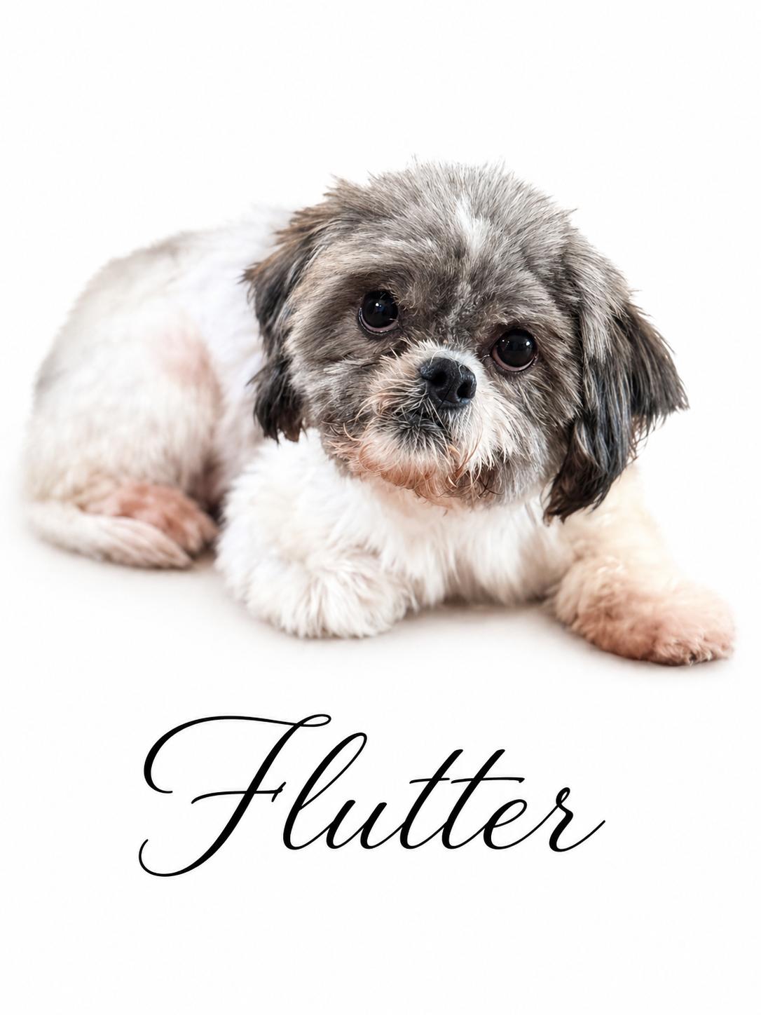 Flutter, Adoptable, Adult Female Shih Tzu.