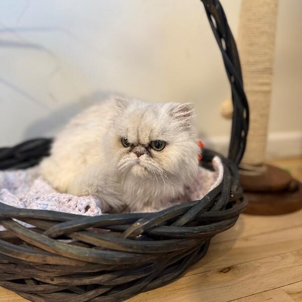 Margot Marvelous — thumbnail 4