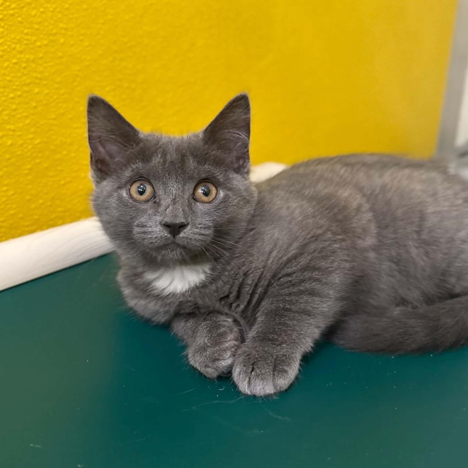 Elephant, adopted, Kitten Female Domestic Short Hair.
