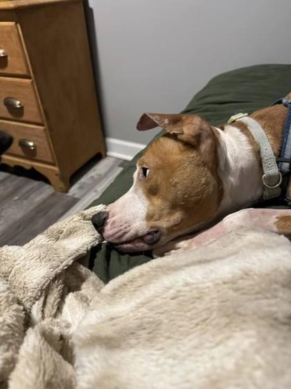 Milo, Adoptable, Young Male Mixed Breed & Mixed Breed.