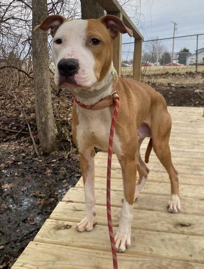 Enlarge Milo, a Adoptable mixed breed in Hobart, IN image 3/3