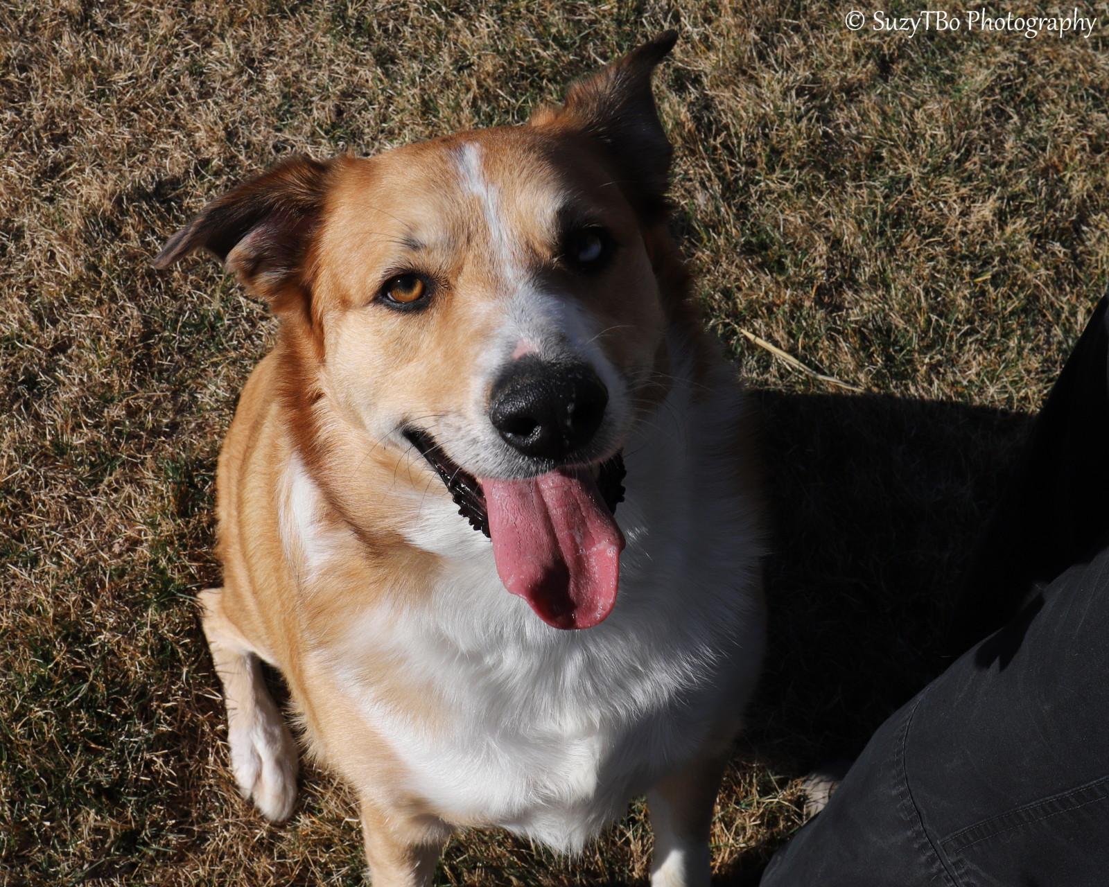 Enlarge Simba , a ADOPTABLE mixed breed in Montrose, CO image 3/3