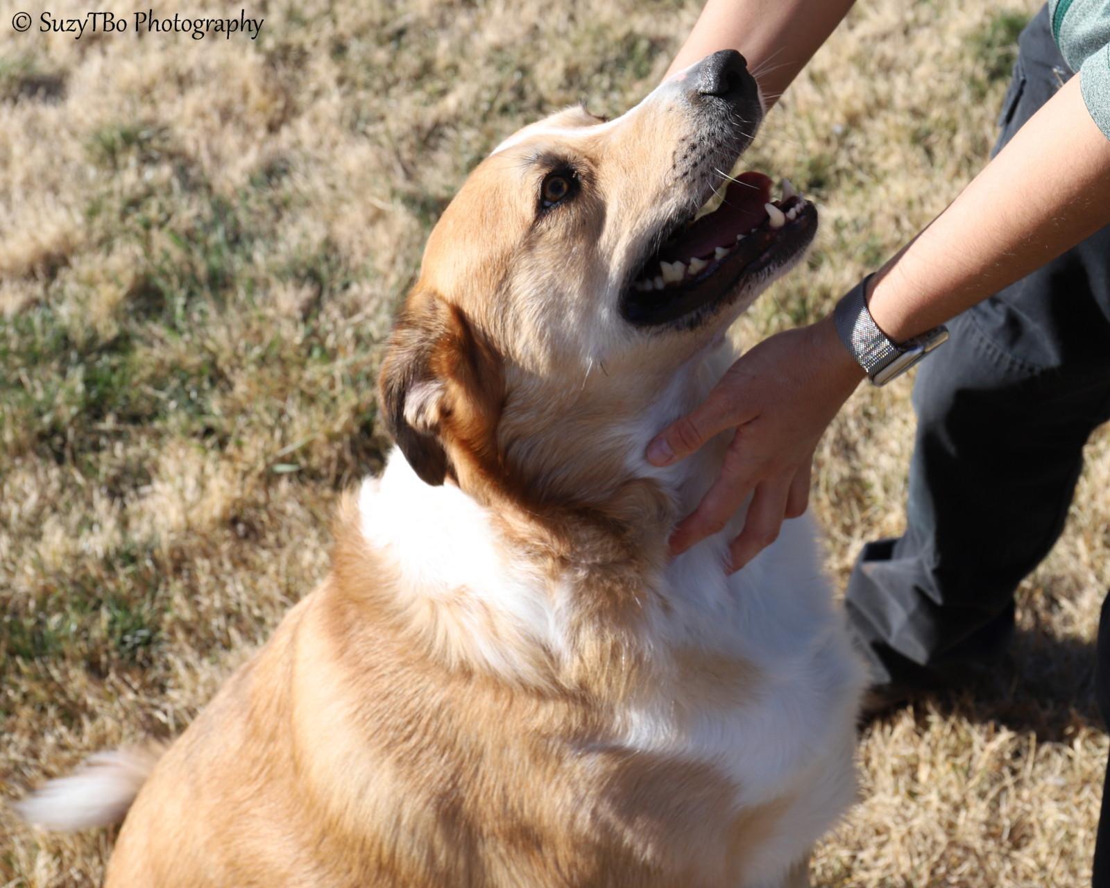 Enlarge Simba , a ADOPTABLE mixed breed in Montrose, CO image 2/3