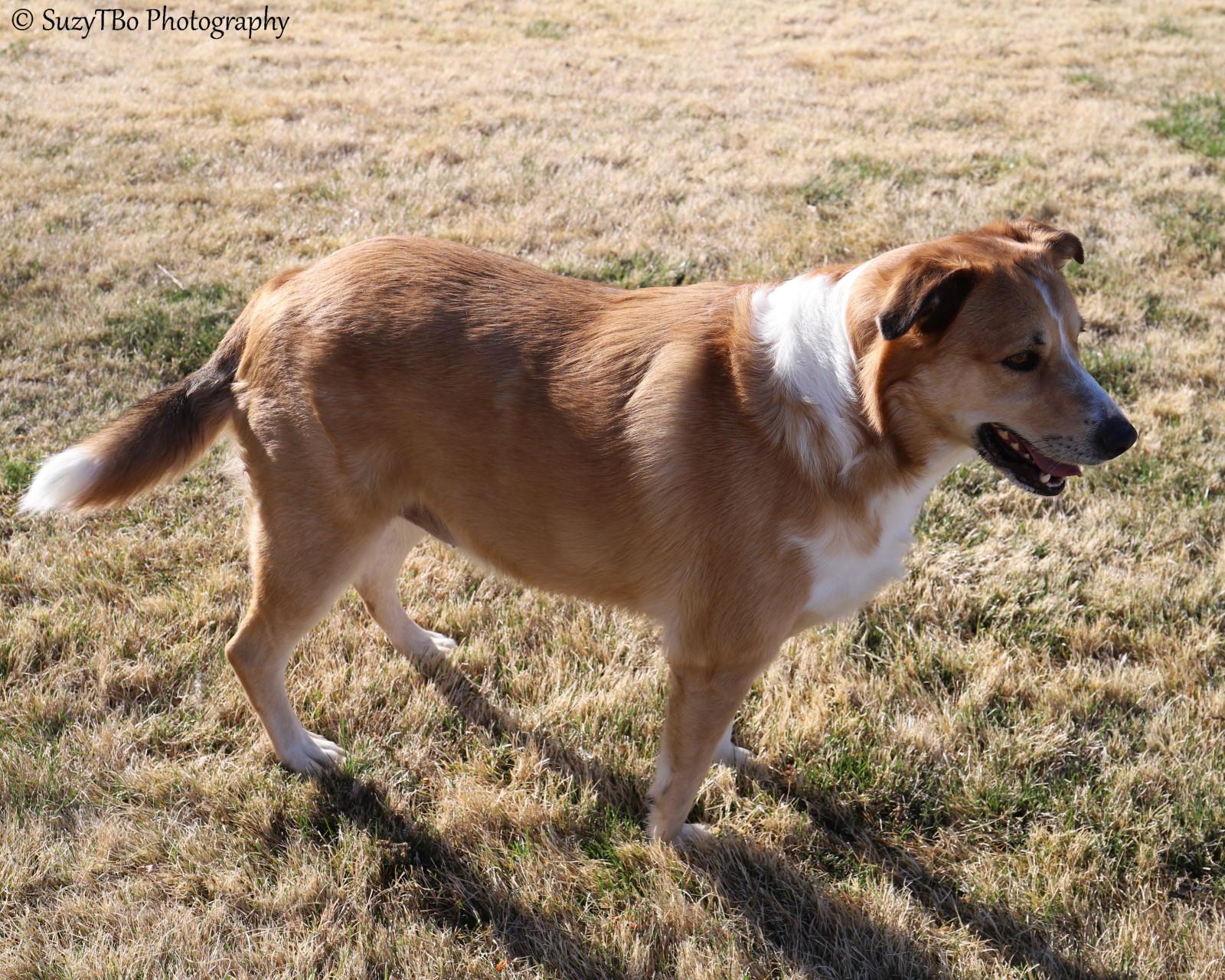 Enlarge Simba , a ADOPTABLE mixed breed in Montrose, CO image 1/3