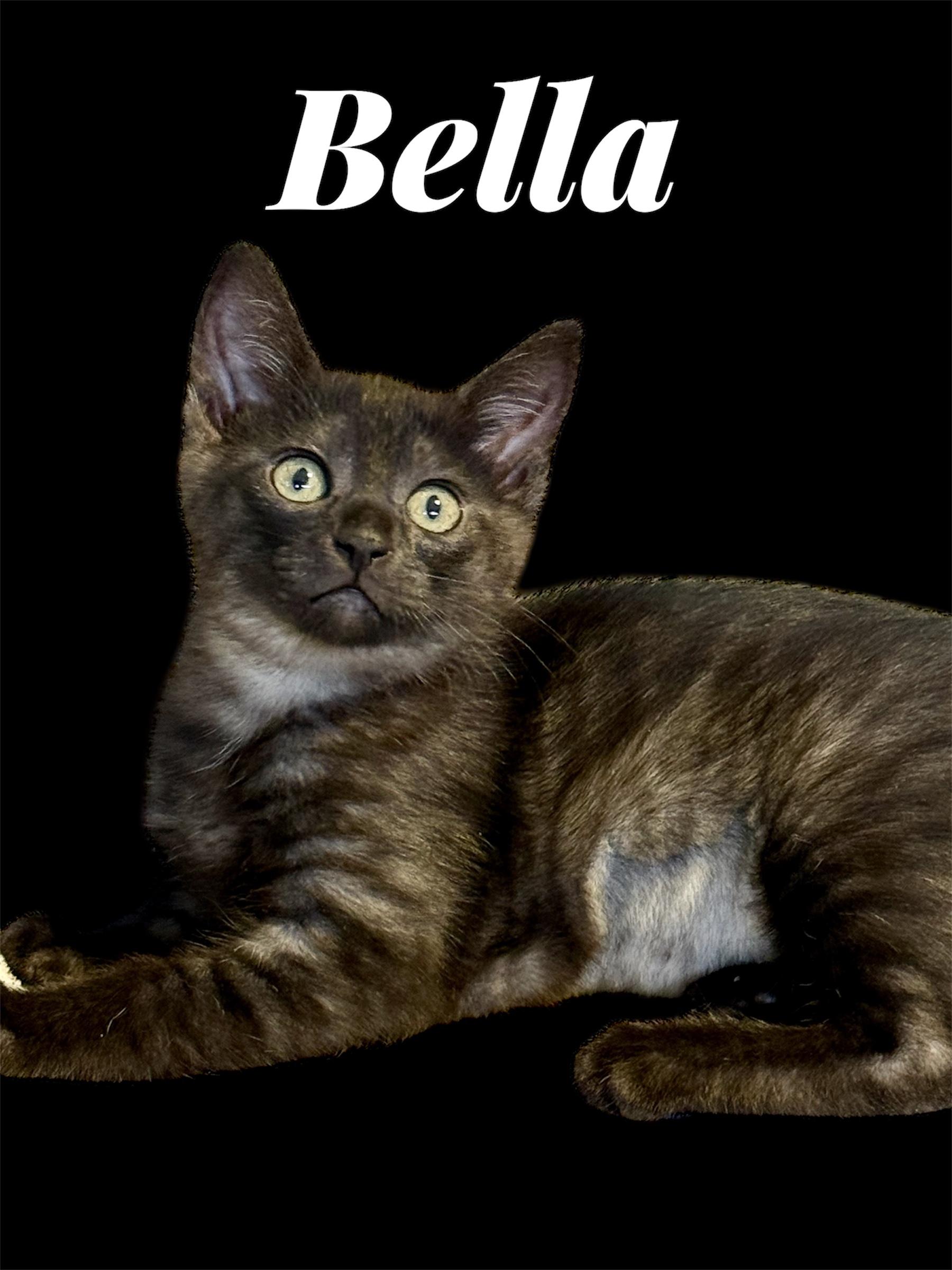 Enlarge Bella, an adopted Domestic Short Hair in Auburn, CA image 1/1