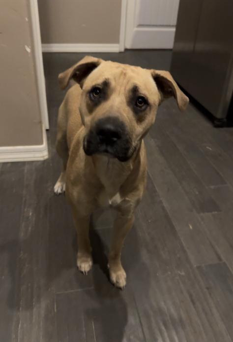 Cowboy, Adoptable, Adult Male Boxer & Bull Terrier.