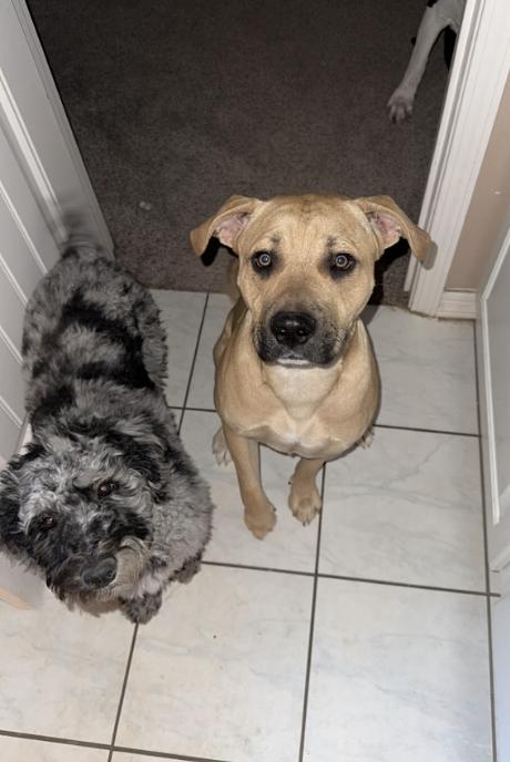 Cowboy, a Adoptable mixed breed in Williamsburg, NM image 2/3