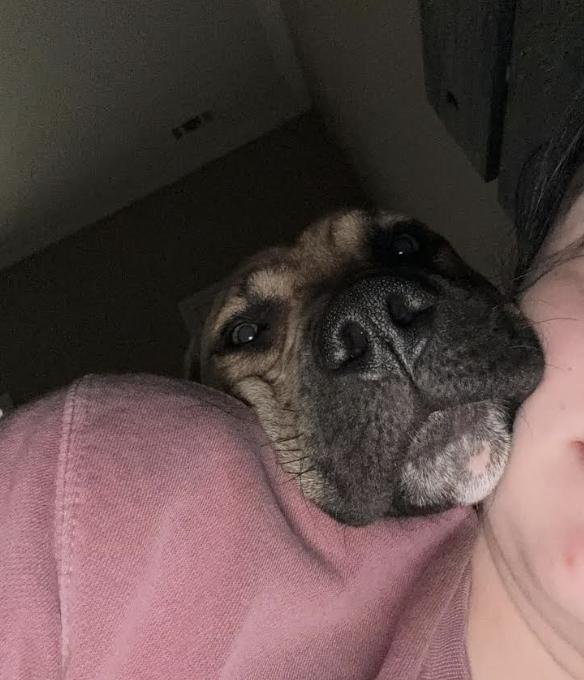 Cowboy, a Adoptable mixed breed in Williamsburg, NM image 3/3