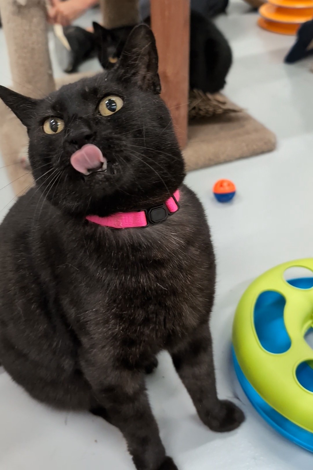 Enlarge Jett, a Adoptable Domestic Short Hair in West Palm Beach, FL image 5/6