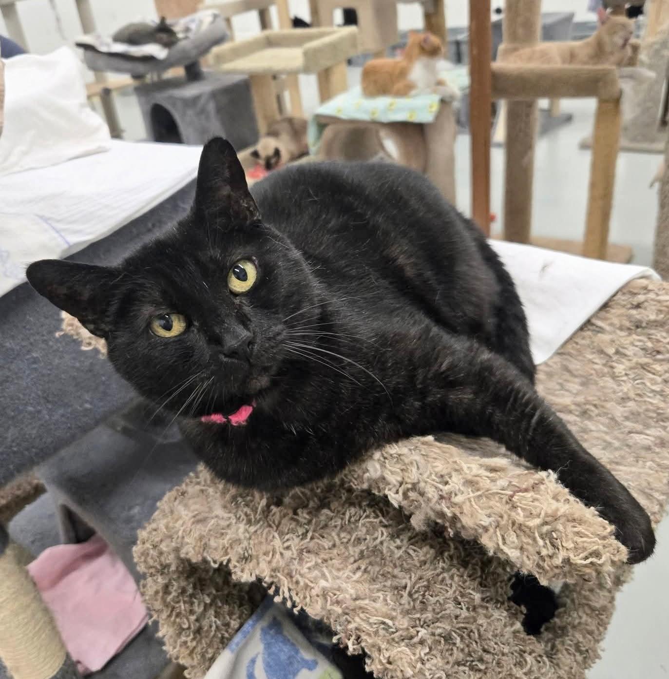 Enlarge Jett, a Adoptable Domestic Short Hair in West Palm Beach, FL image 1/6