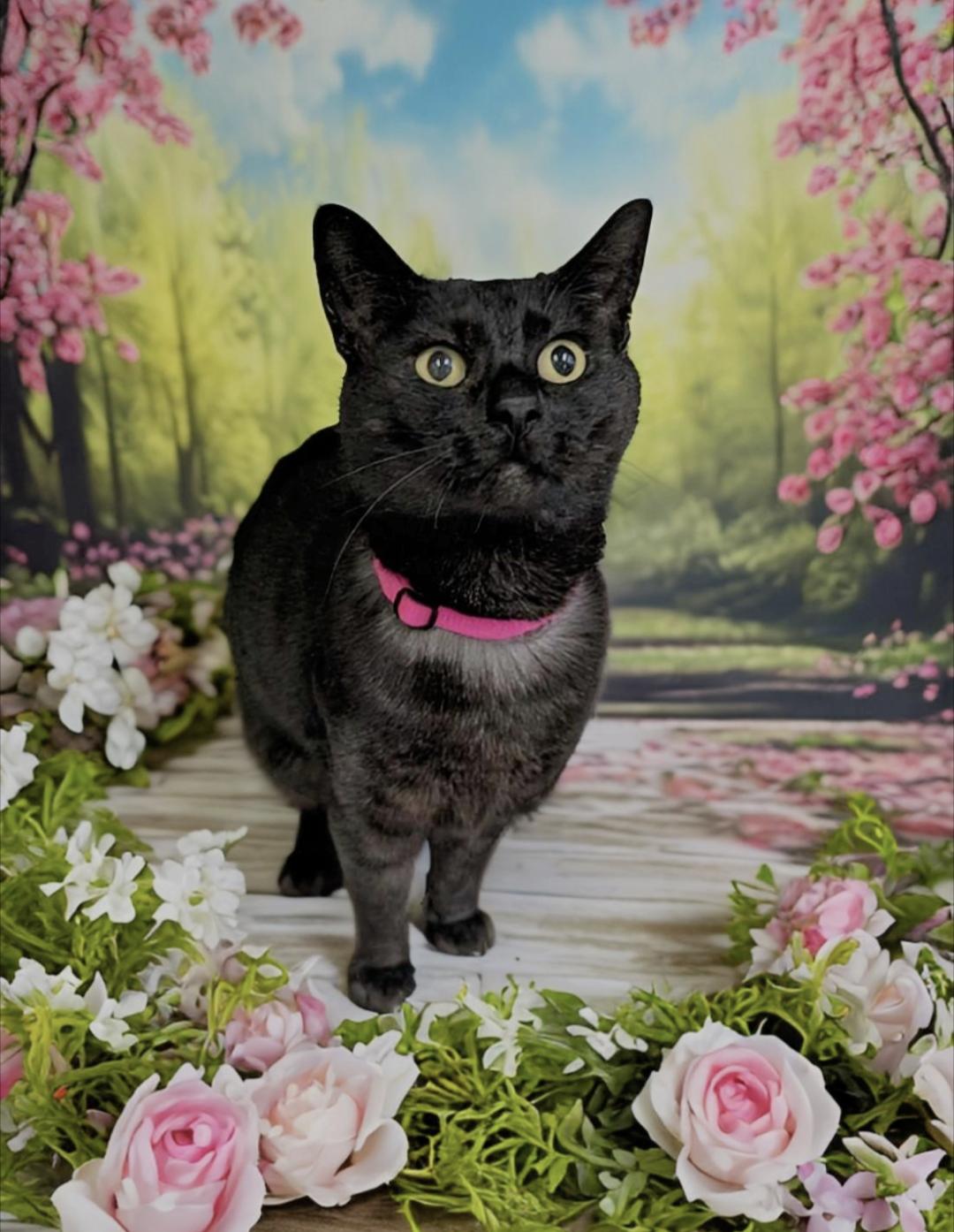 Enlarge Jett, a Adoptable Domestic Short Hair in West Palm Beach, FL image 2/6