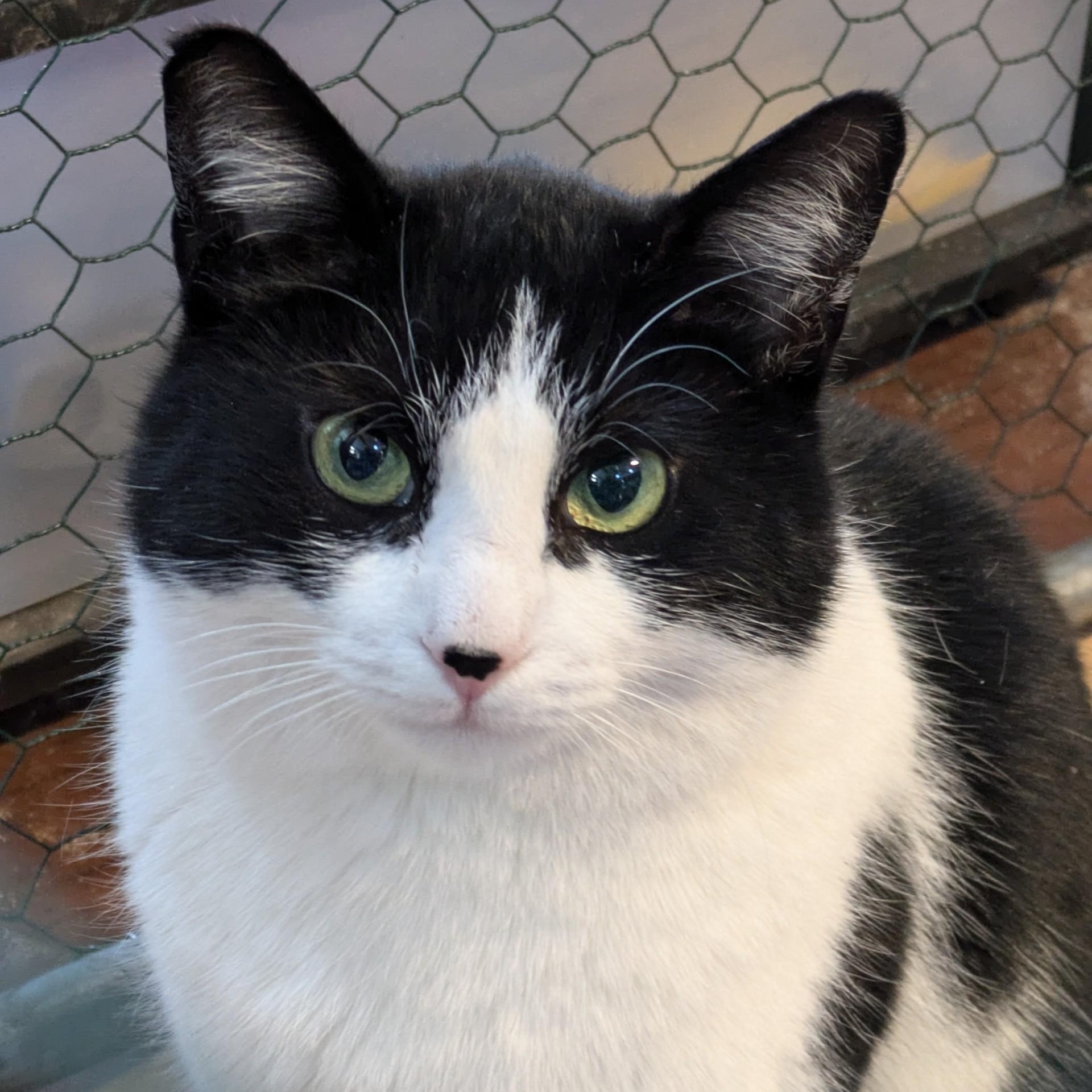 Enlarge CC, a Adoptable American Shorthair in Danbury, CT image 1/2