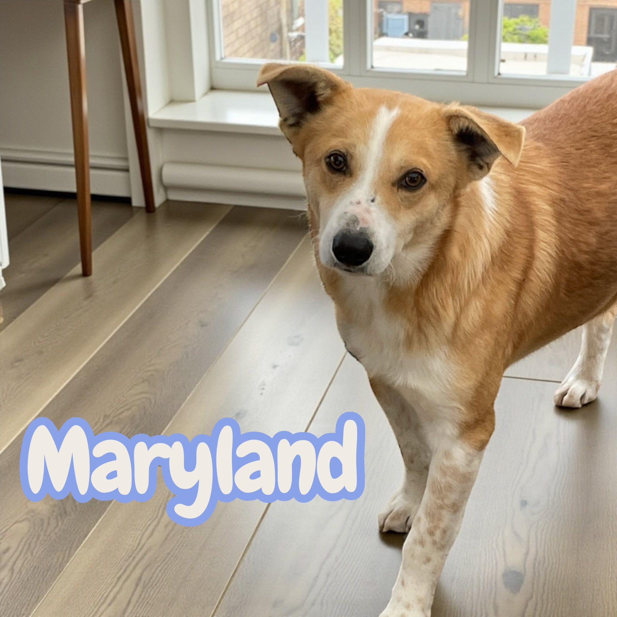 Enlarge Maryland, a Adoptable mixed breed in Morristown, NJ image 1/3