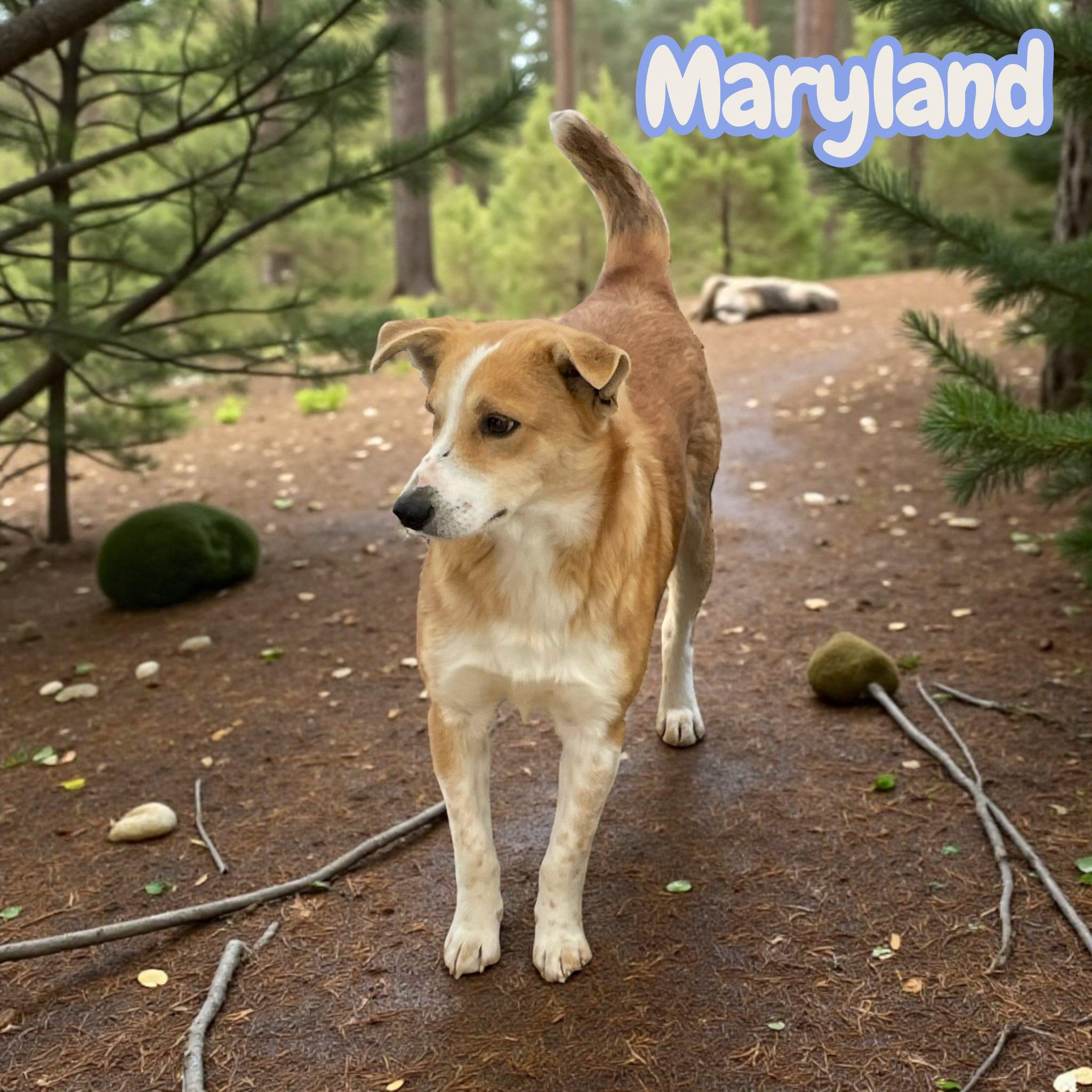 Enlarge Maryland, a Adoptable mixed breed in Morristown, NJ image 3/3