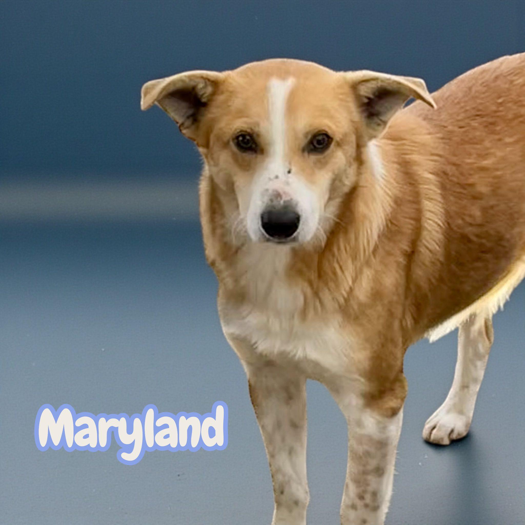 Enlarge Maryland, a Adoptable mixed breed in Morristown, NJ image 2/3