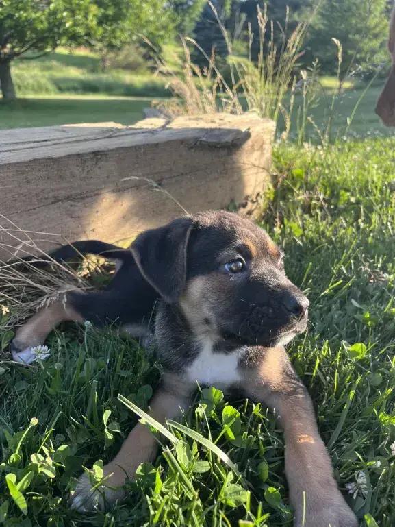Boudreaux, a Adoptable mixed breed in Grand Rapids, MI image 2/6