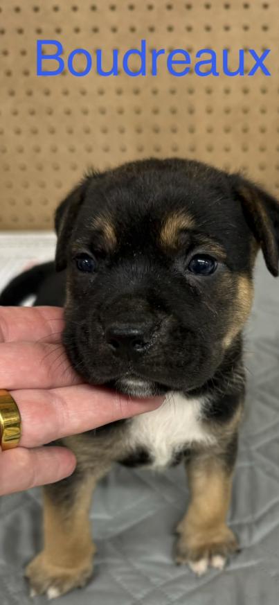Boudreaux, a Adoptable mixed breed in Grand Rapids, MI image 3/6