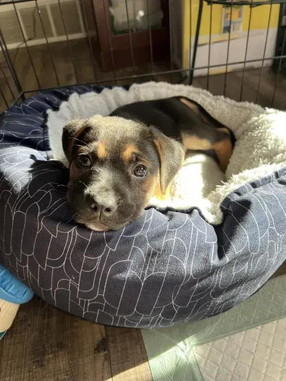Boudreaux, a Adoptable mixed breed in Grand Rapids, MI image 4/6