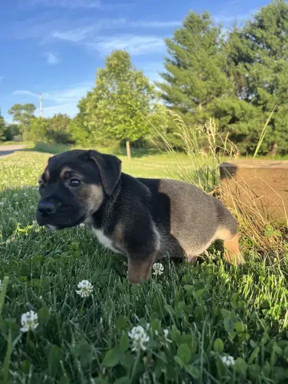 Boudreaux, a Adoptable mixed breed in Grand Rapids, MI image 5/6