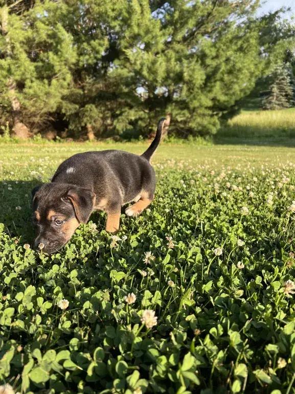 Boudreaux, a Adoptable mixed breed in Grand Rapids, MI image 6/6