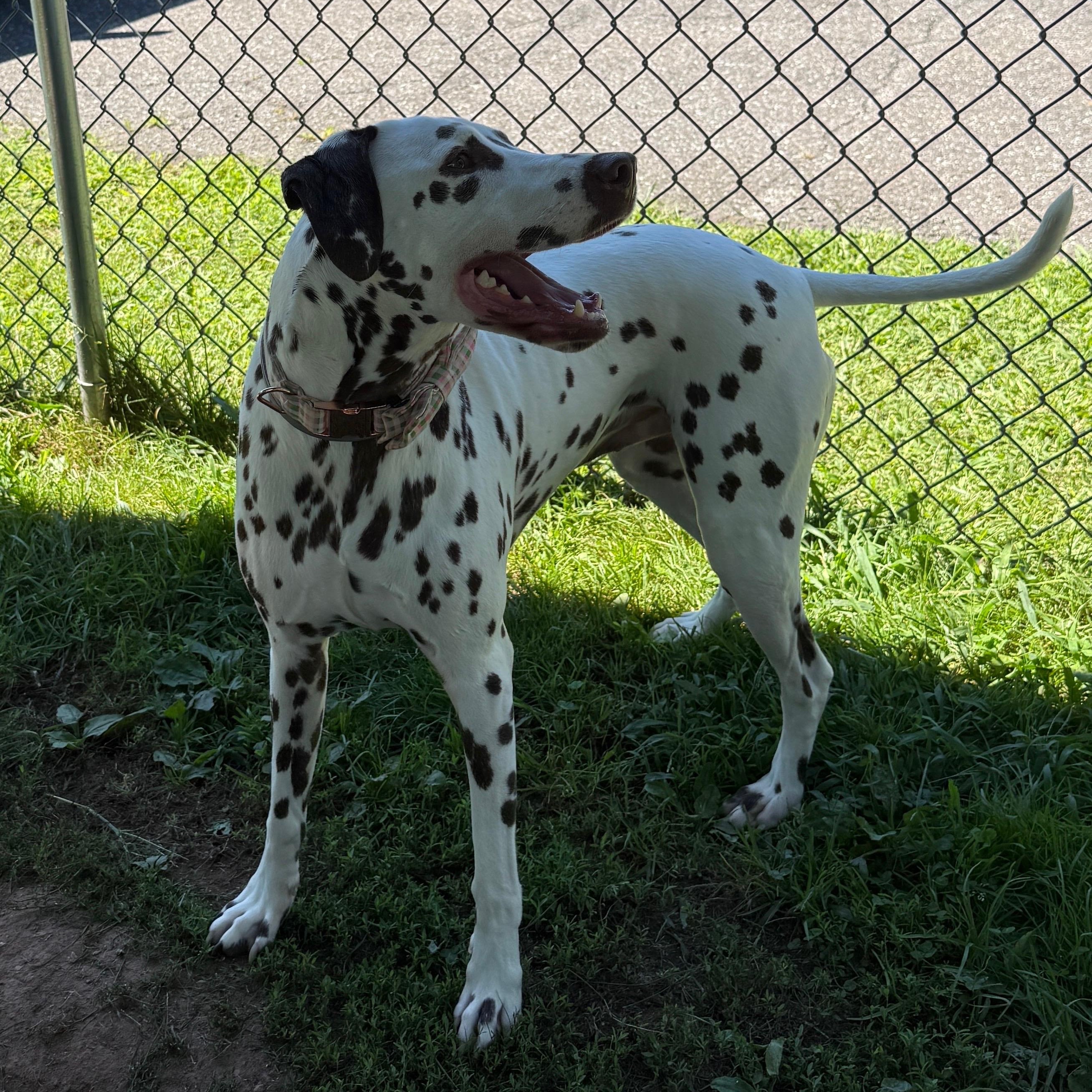 Enlarge Winnie, a Adopted Dalmatian in North Haven, CT image 4/5