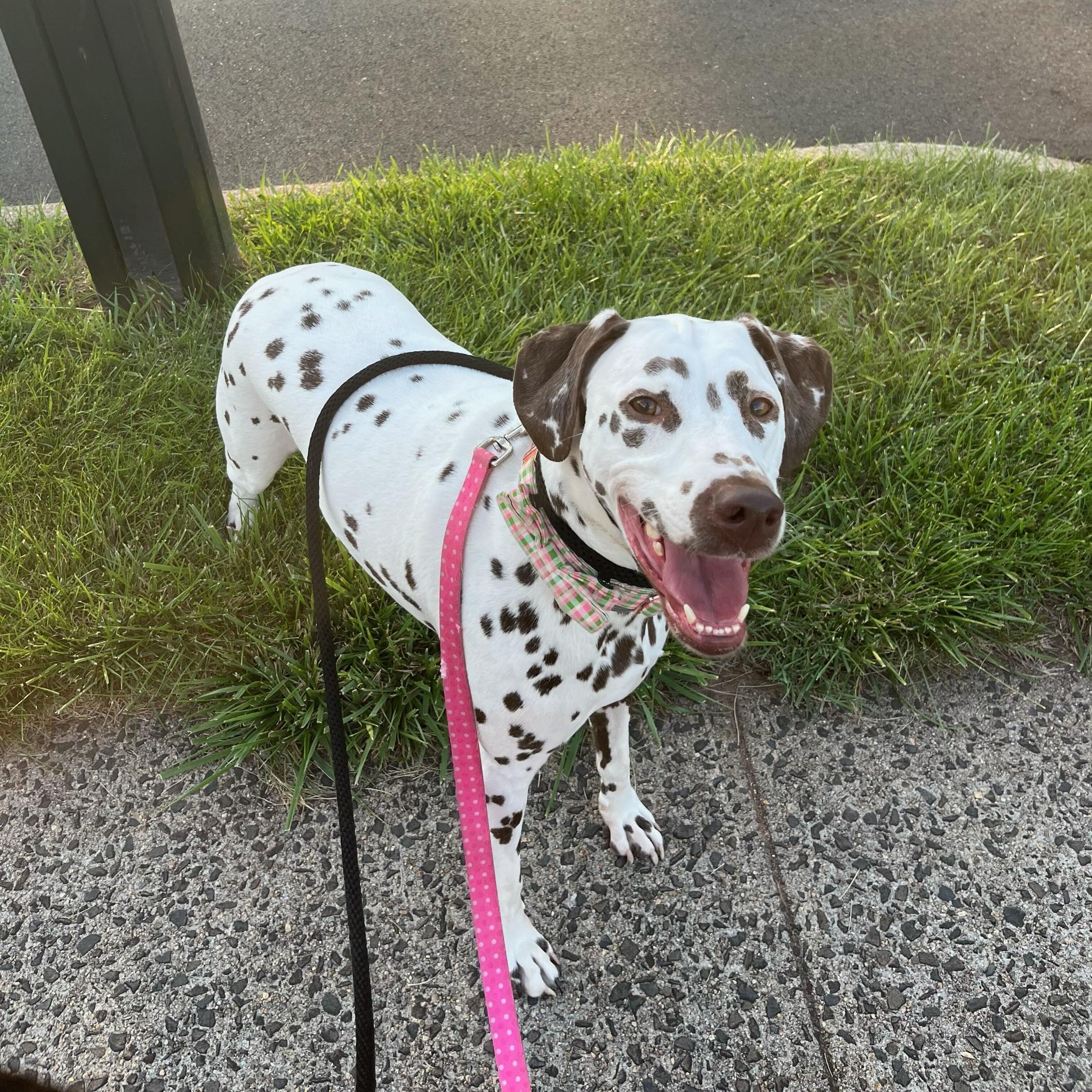 Enlarge Winnie, a Adopted Dalmatian in North Haven, CT image 3/5