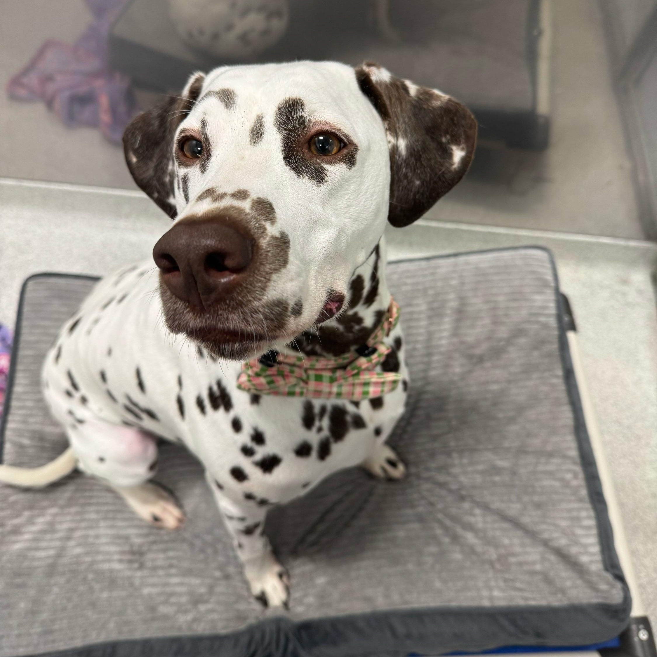 Enlarge Winnie, a Adopted Dalmatian in North Haven, CT image 1/5