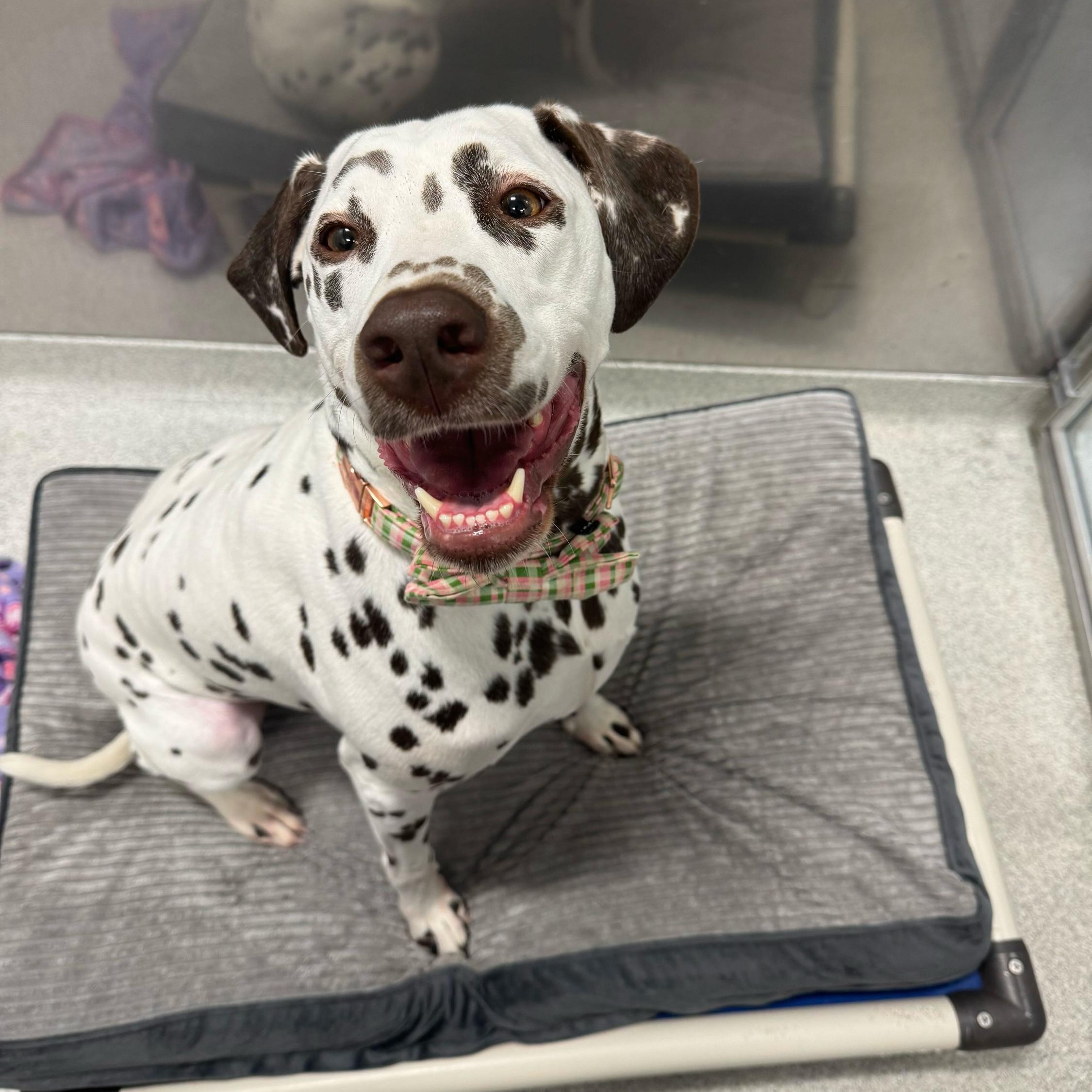 Enlarge Winnie, a Adopted Dalmatian in North Haven, CT image 5/5