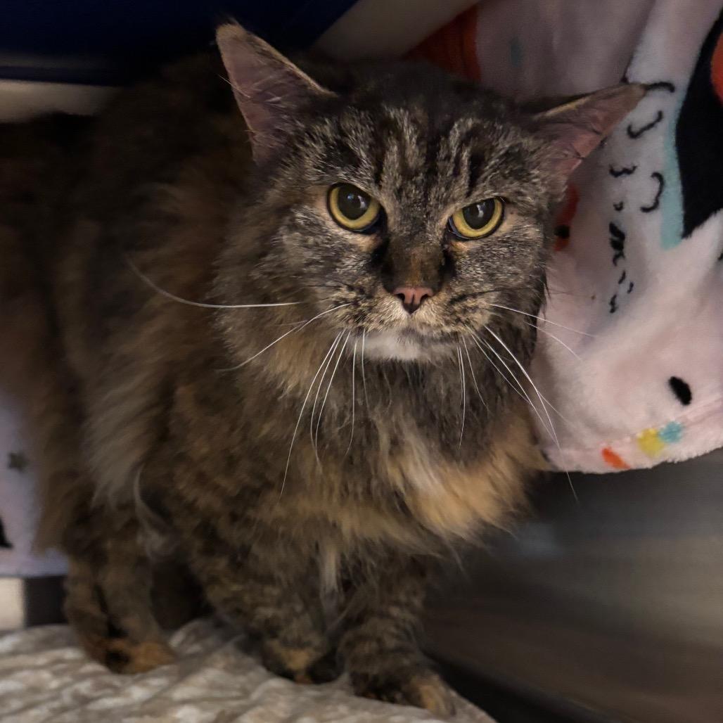 Laveau, Adoptable, Adult Female Domestic Long Hair.