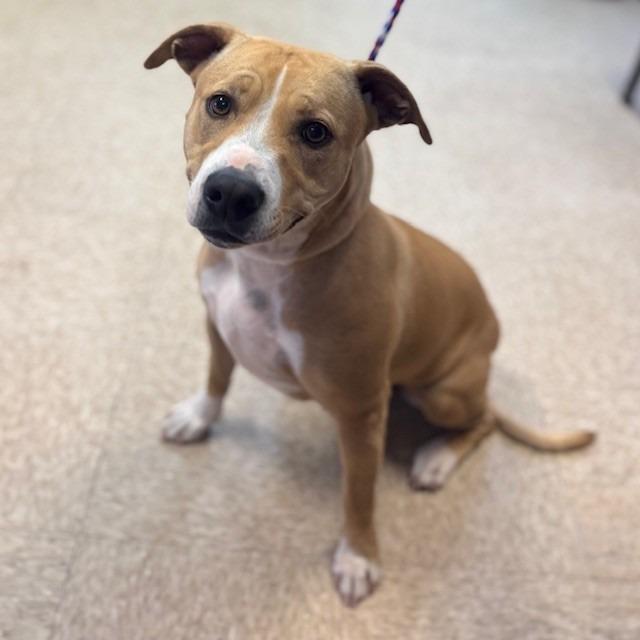 Nova, Adoptable, Young Female Pit Bull Terrier & Mixed Breed.