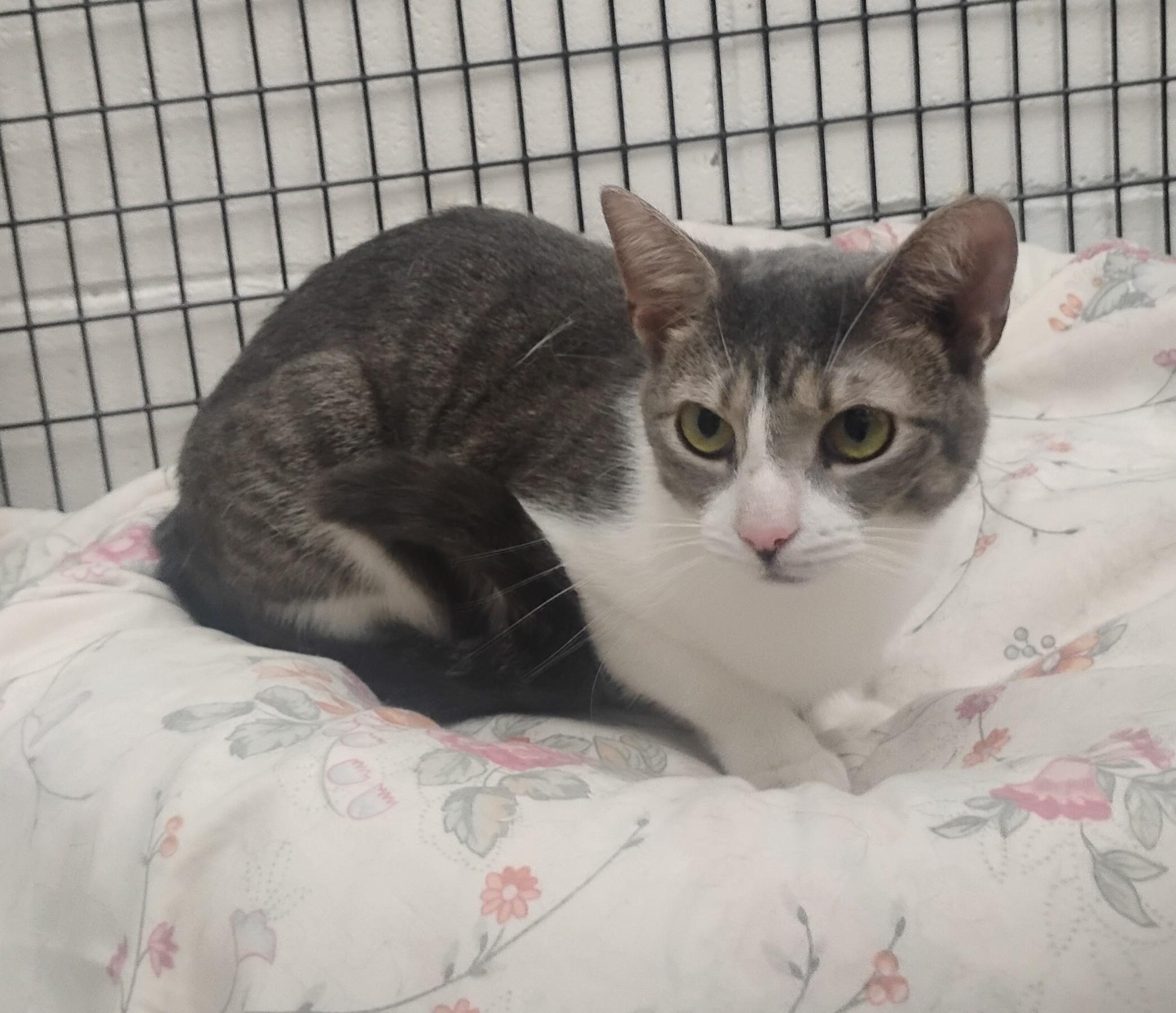 Shrimp, a Adoptable mixed breed in Barnwell, SC image 1/3