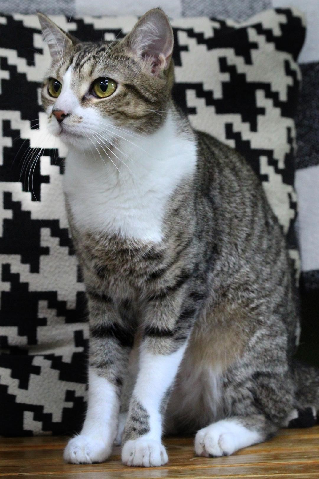 Shrimp, a Adoptable mixed breed in Barnwell, SC image 2/3