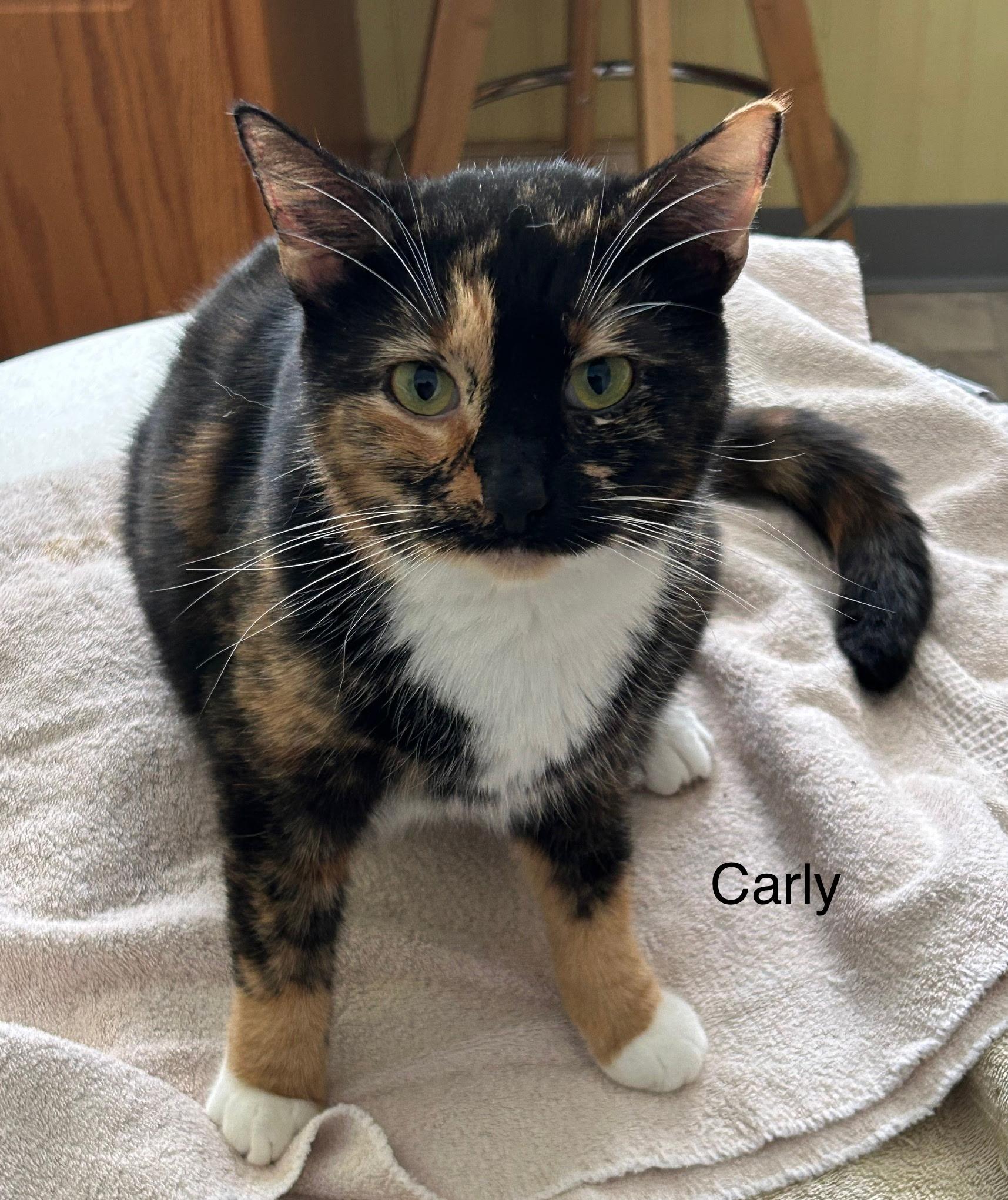 Enlarge Carly, an adopted American Shorthair in Mount Pleasant, PA image 1/1