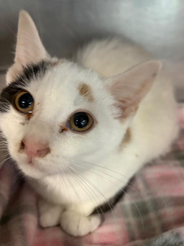 Candy, a Adopted mixed breed in Huntington, IN image 1/2