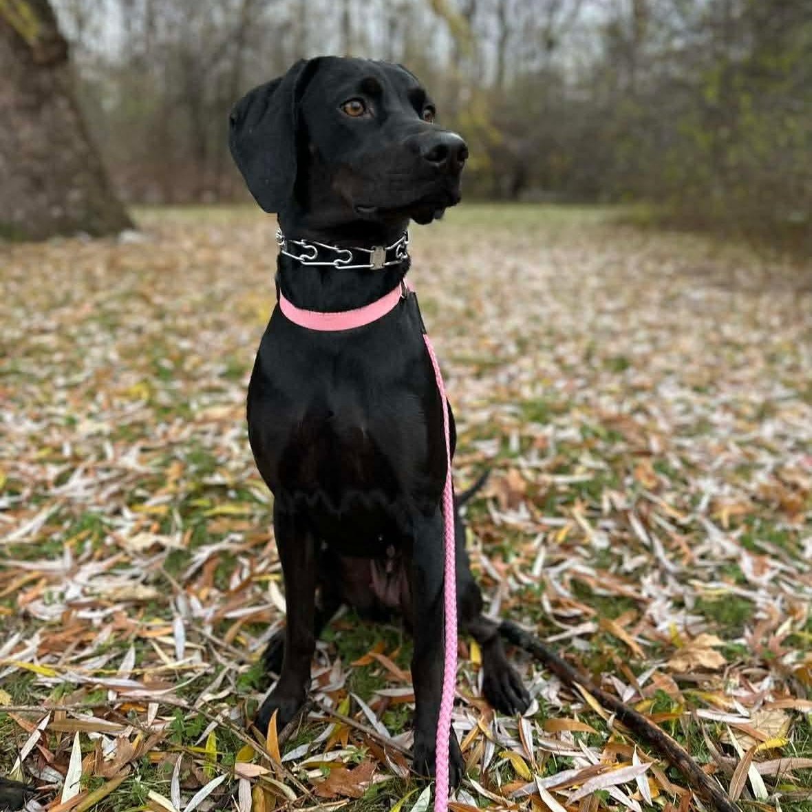 Enlarge Ladybird (bonded to Dale), an adopted mixed breed in Stoney Creek, ON image 1/5