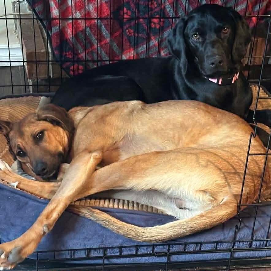 Enlarge Ladybird (bonded to Dale), an adopted mixed breed in Stoney Creek, ON image 4/5