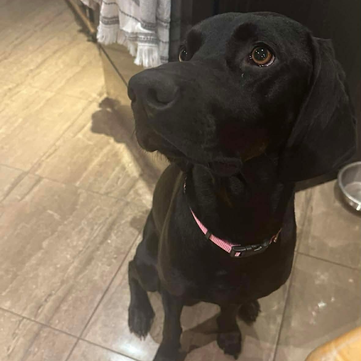 Enlarge Ladybird (bonded to Dale), an adopted mixed breed in Stoney Creek, ON image 2/5