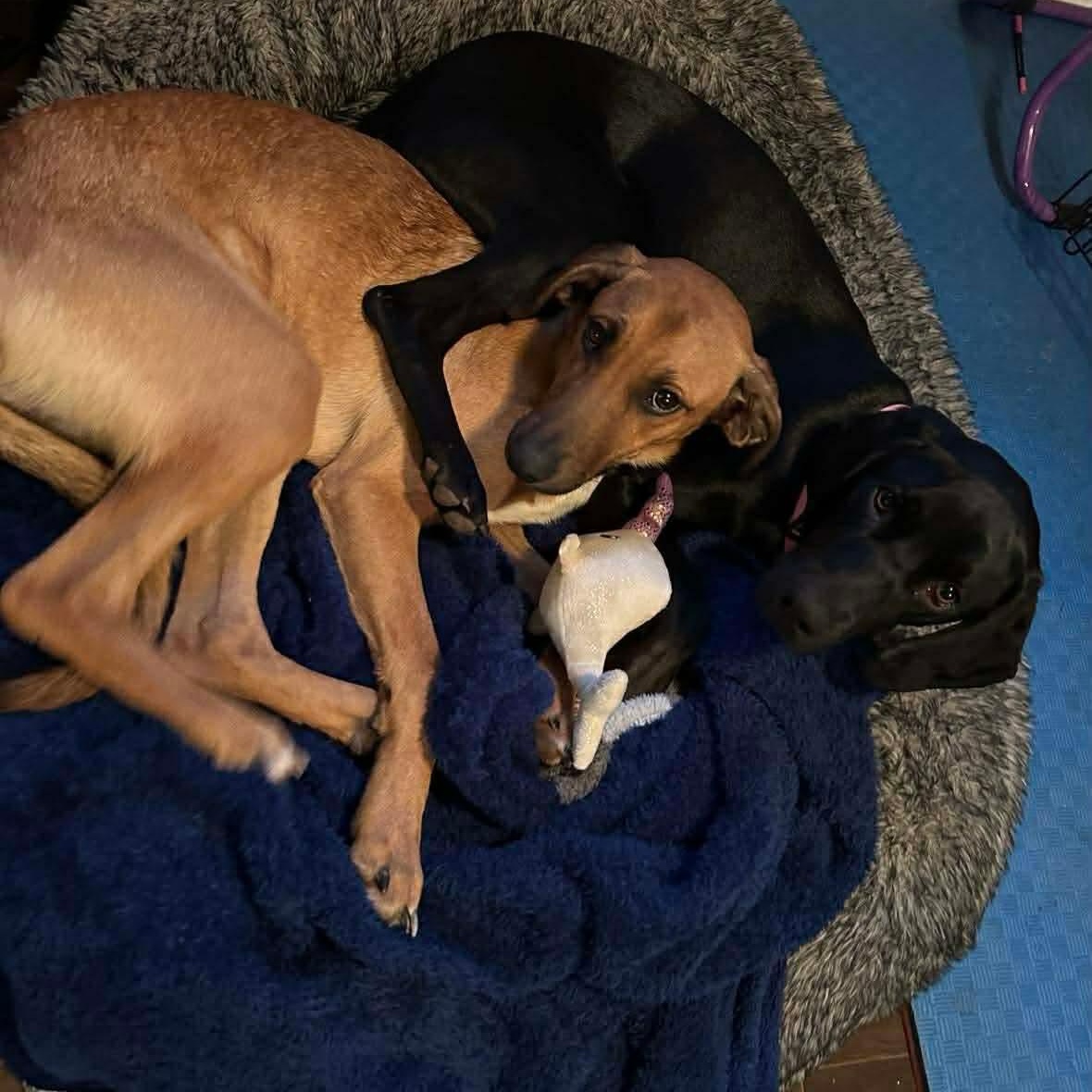 Enlarge Ladybird (bonded to Dale), an adopted mixed breed in Stoney Creek, ON image 3/5