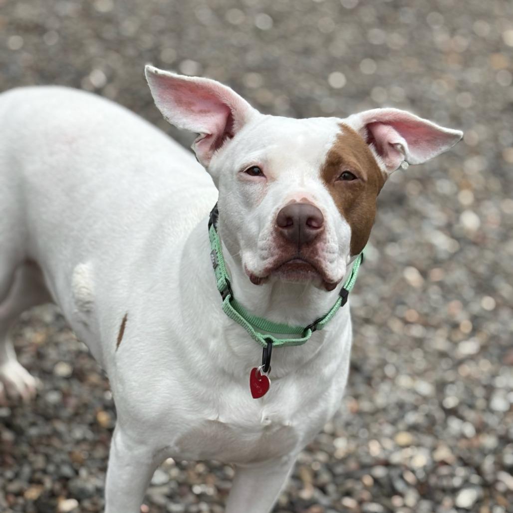 Lovey, Adoptable, Adult Female Mixed Breed.