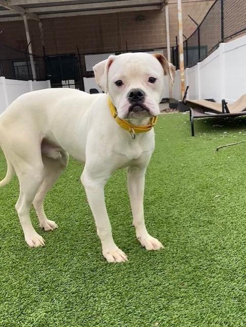 Monticello, adoptable, Young Male Boxer & American Bulldog.