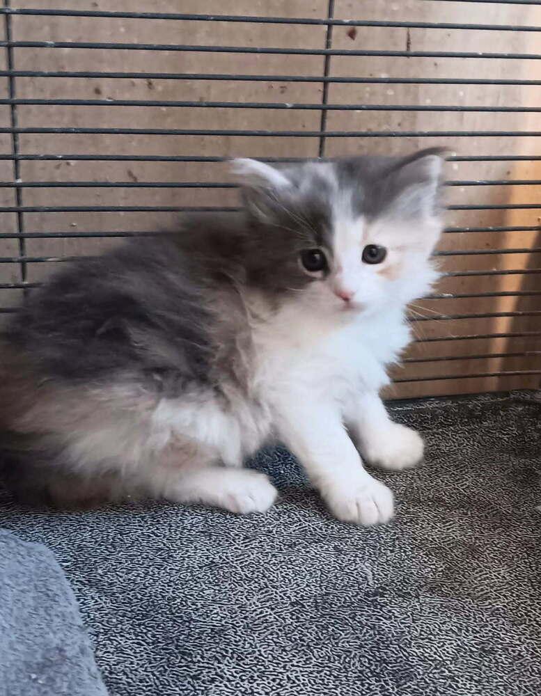 Petunia, a Adoptable Domestic Long Hair in Thatcher, AZ image 1/2