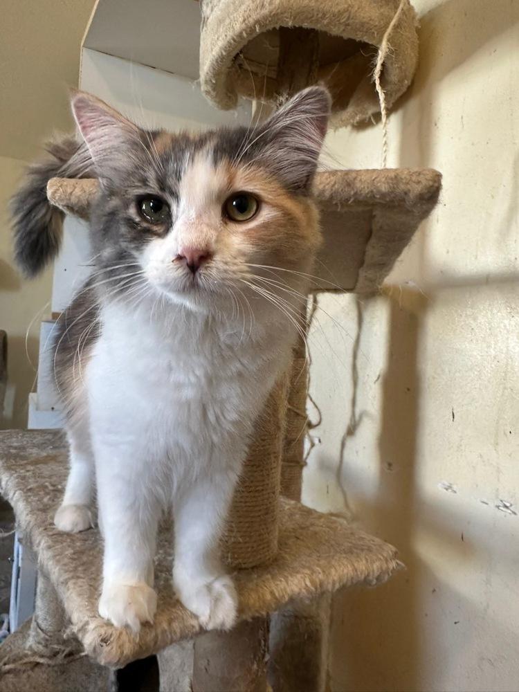 Petunia, a Adoptable Domestic Long Hair in Thatcher, AZ image 2/2