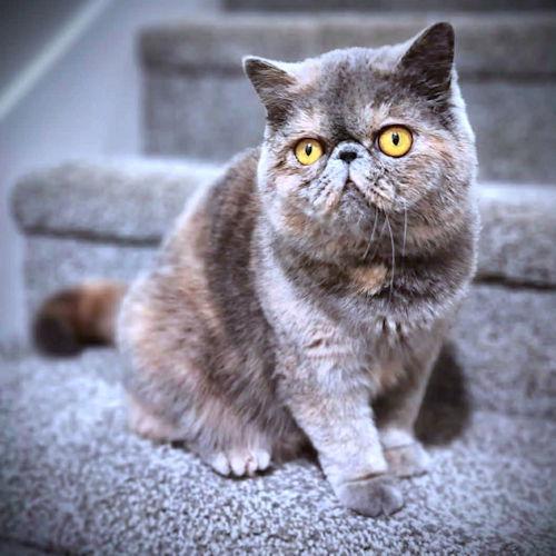 Moonpie, Adopted, Young Female Persian.